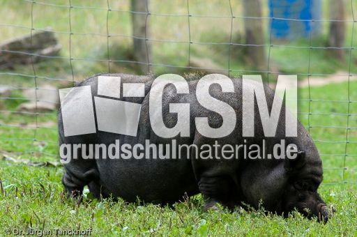 Hängebauchschwein (23 von 37).jpg